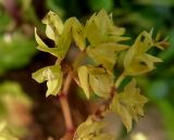 genus Euphorbia