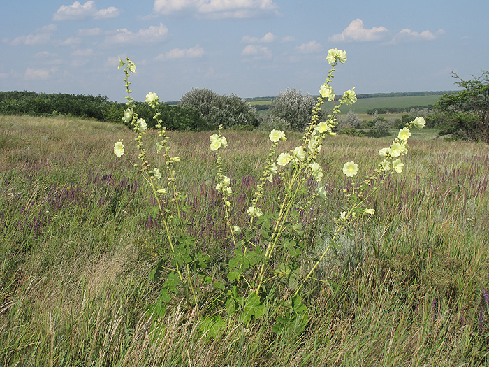 Изображение особи Alcea rugosa.