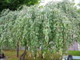 genus Malus