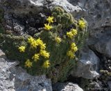 Saxifraga unifoveolata. Цветущее растение. Адыгея, пер. Азишский. 29.04.2007.