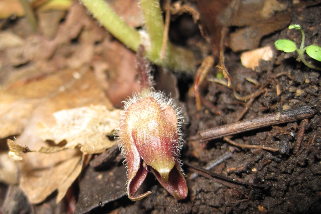 Изображение особи Asarum intermedium.