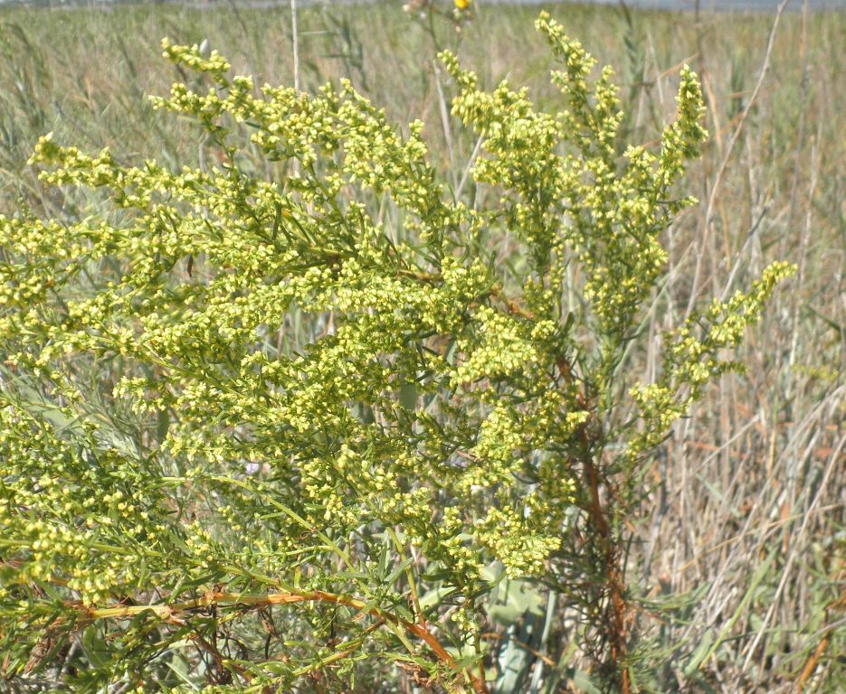 Изображение особи Artemisia arenaria.