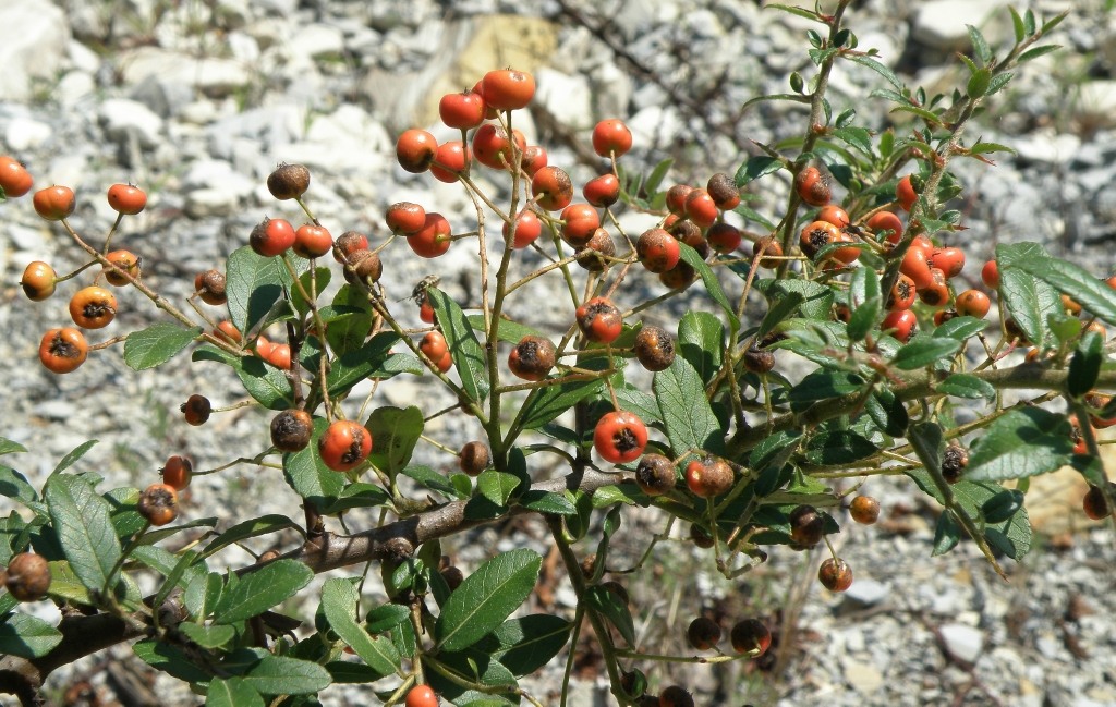 Изображение особи Pyracantha coccinea.