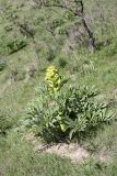 genus Ferula. Расцветающее растение. Таджикистан, восточные склоны гор Санглак, 1300 м. н.у.м. 24.04.2011.