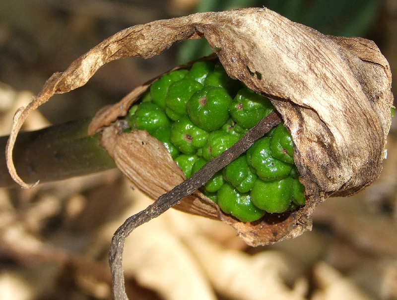 Изображение особи Arum dioscoridis.