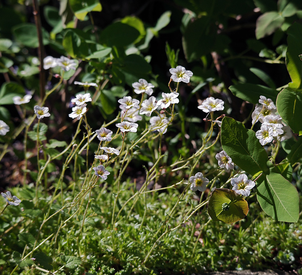 Изображение особи Saxifraga &times; arendsii.