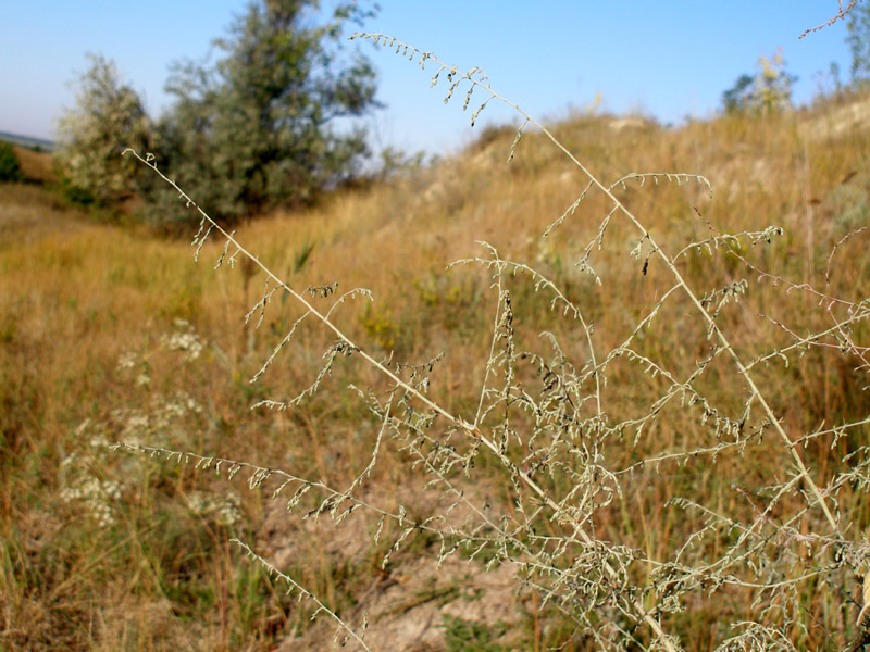 Изображение особи Artemisia santonicum.