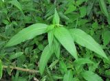 Persicaria lapathifolia