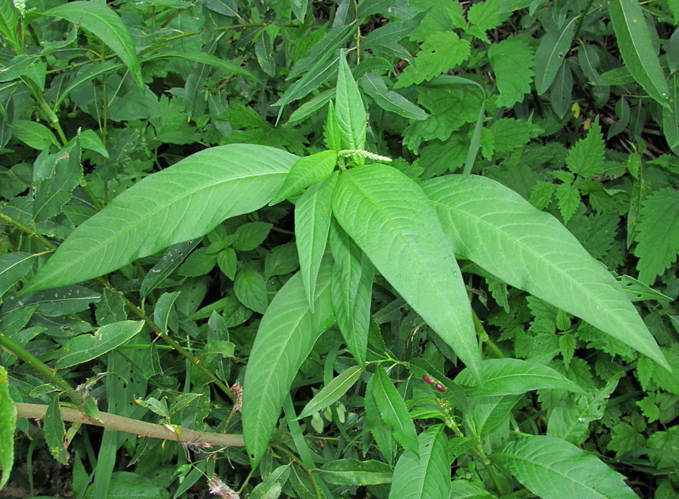 Image of Persicaria lapathifolia specimen.