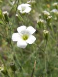 Minuartia circassica