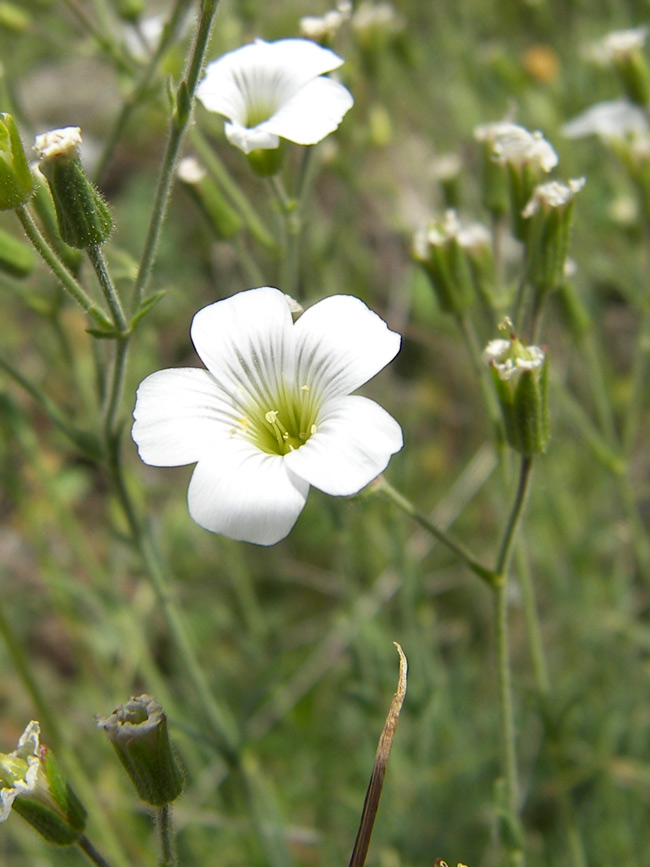 Изображение особи Minuartia circassica.