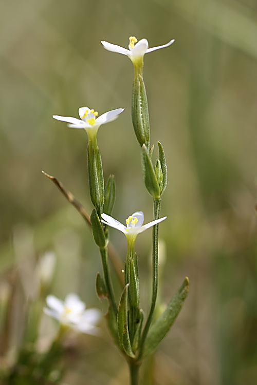 Изображение особи Centaurium meyeri.