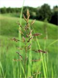 Poa pratensis