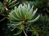 Picea разновидность coerulea