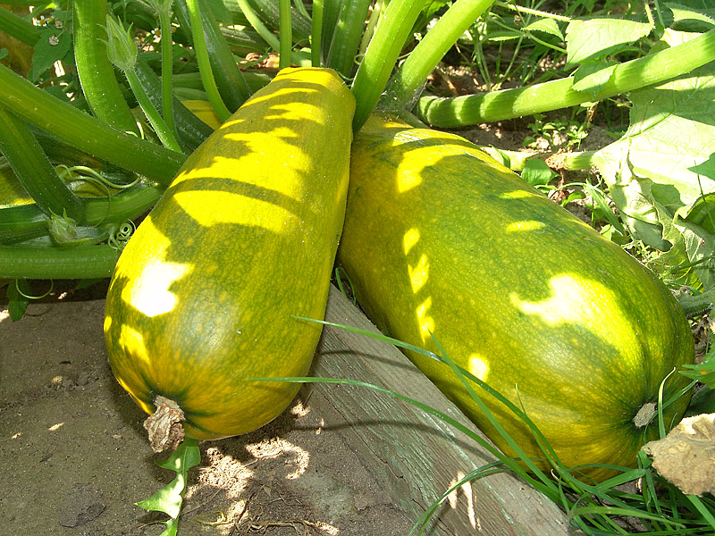 Image of Cucurbita pepo specimen.