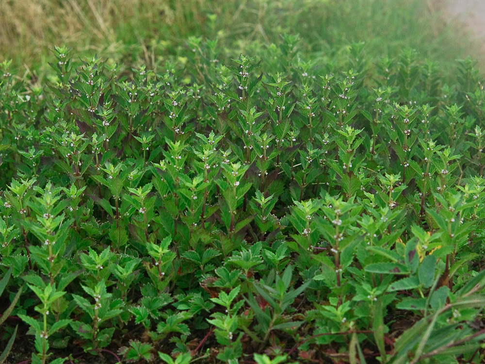 Изображение особи Lycopus uniflorus.