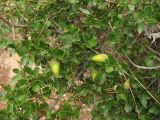 Quercus coccifera. Веточки с желудями. Испания, Каталония, провинция Girona, Costa Brava, Sant Feliu de Guíxols, в подлеске жестколистного средиземноморского леса. 23 октября 2008 г.