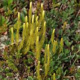 Lycopodium dubium. Спороносящие растения. Мурманская обл., Кандалакшский р-н, окр. пос. Лувеньга, южный склон гор Лувеньгские Тундры, тундровый пояс, 350 м н.у.м. 01.07.2010.