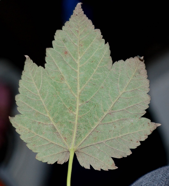 Image of Acer ukurunduense specimen.