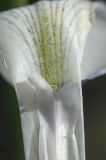 Iris loczyi