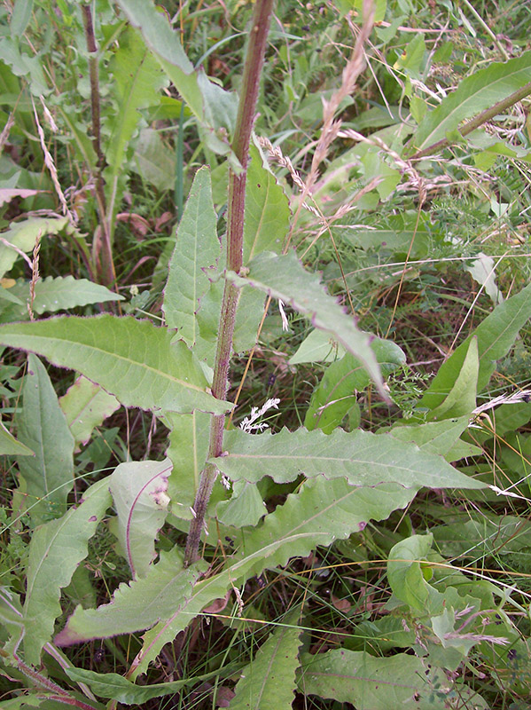 Image of Picris hieracioides specimen.