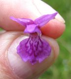 Dactylorhiza majalis. Цветок. Украина, Ивано-Франковская обл., Надворнянский р-н, южнее с. Быстрица, у ручья. 21 июня 2011 г.