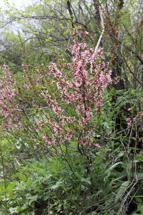 Изображение особи Amygdalus petunnikowii.