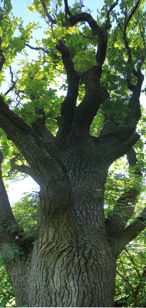 Изображение особи Quercus robur.