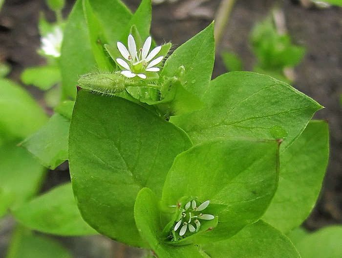Image of Stellaria media specimen.