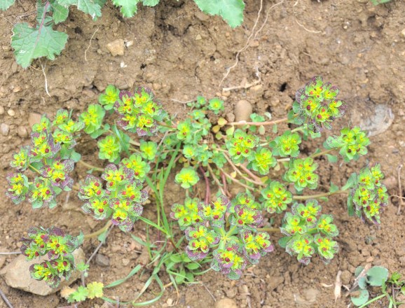 Изображение особи Euphorbia helioscopia.