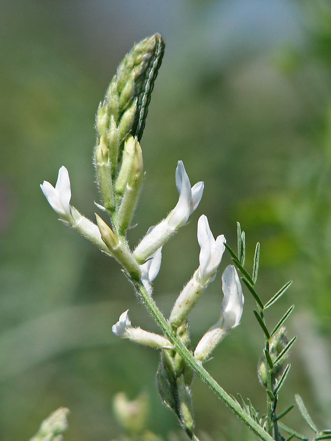 Image of Astragalus varius specimen.