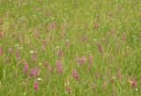 Gladiolus imbricatus