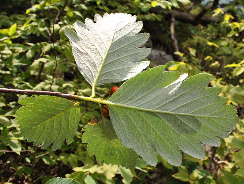 Изображение особи Sorbus caucasica.