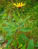 Helianthus tuberosus