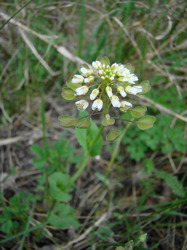 Image of Microthlaspi perfoliatum specimen.