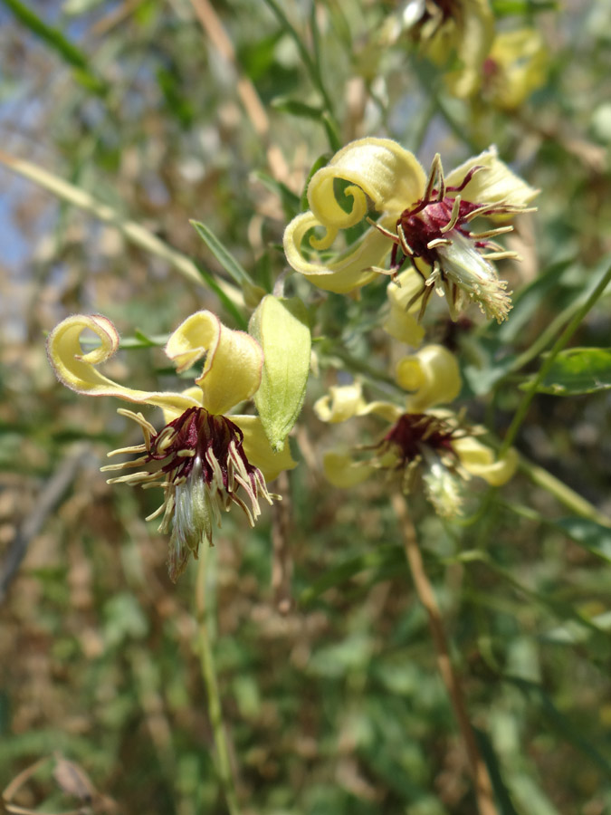 Image of Clematis orientalis specimen.