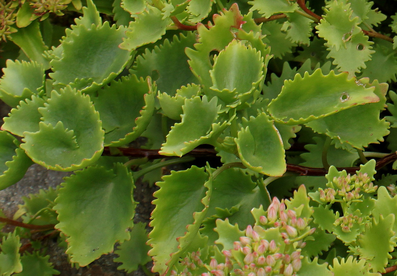Image of Hylotelephium populifolium specimen.
