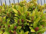 Skimmia japonica