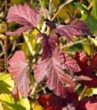 Physocarpus opulifolius