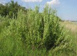 Salix cinerea