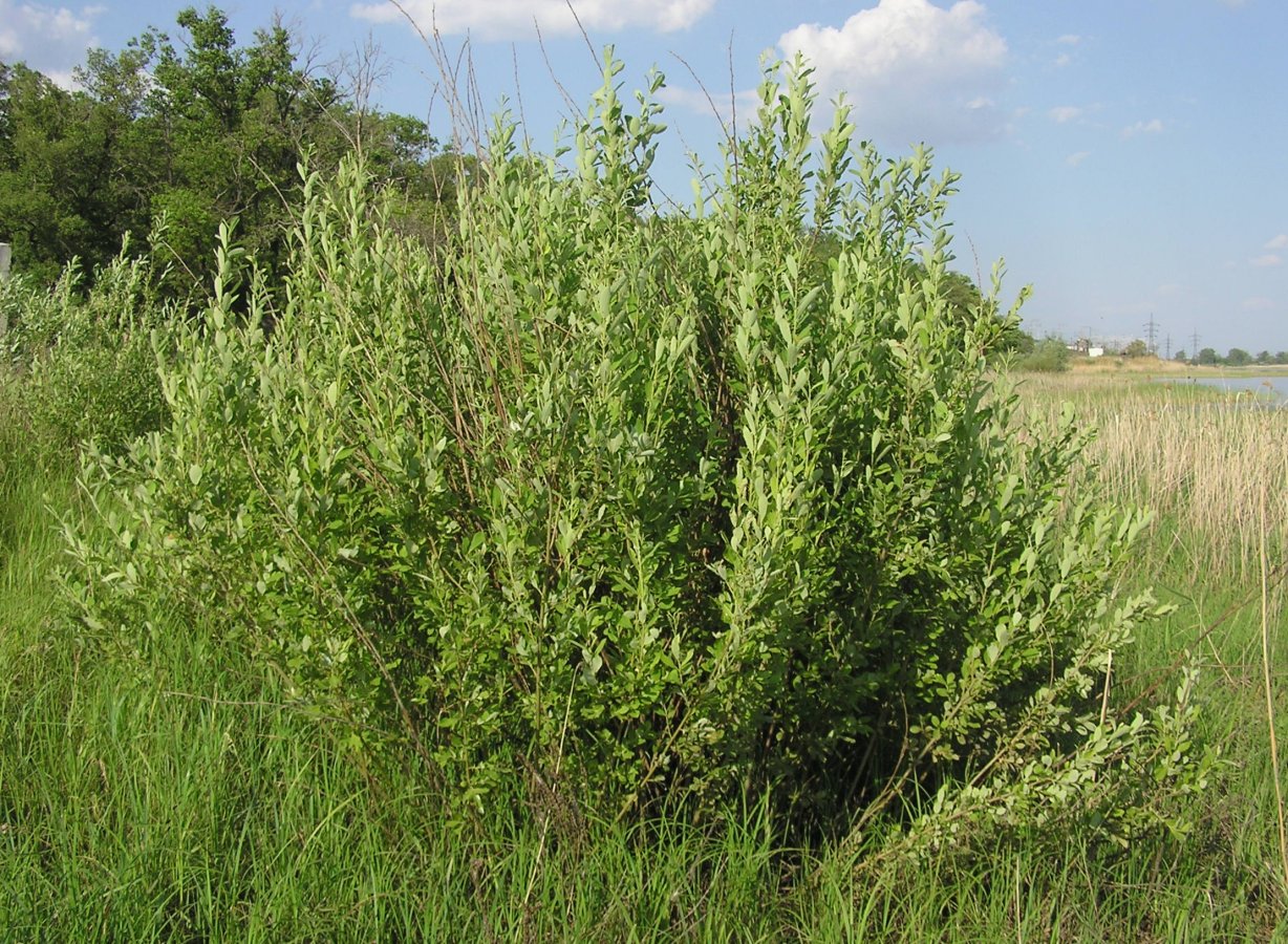 Image of Salix cinerea specimen.