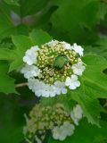 Viburnum opulus