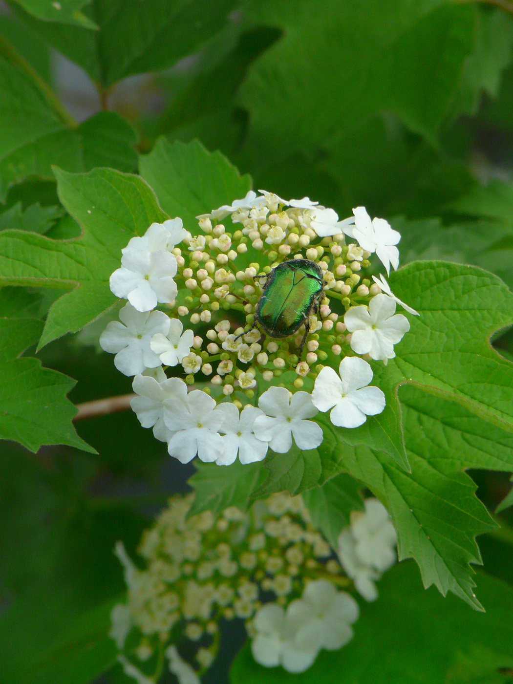 Изображение особи Viburnum opulus.