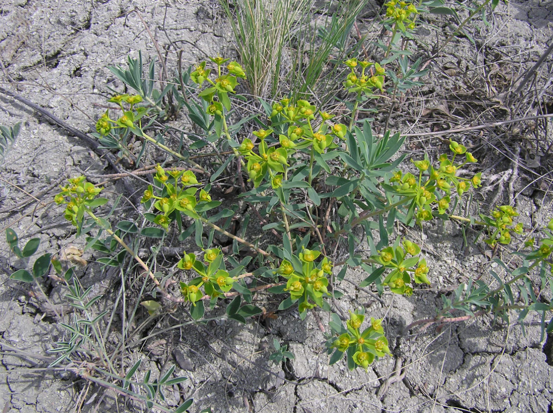 Изображение особи Euphorbia volgensis.