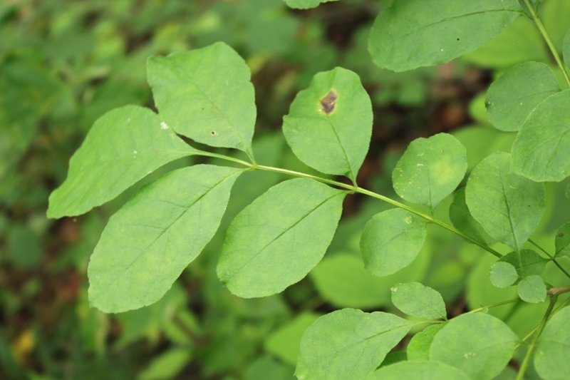 Изображение особи Fraxinus rhynchophylla.