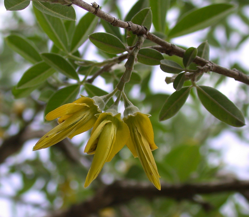 Изображение особи Anagyris foetida.