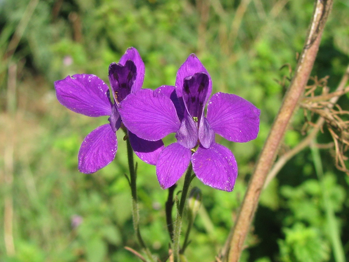 Image of Delphinium hispanicum specimen.