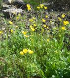 Ranunculus pedatus