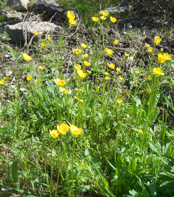 Изображение особи Ranunculus pedatus.