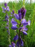 Polygala comosa